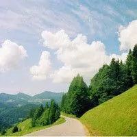 唯美风景qq头像图片绿油油的植物看了就舒服