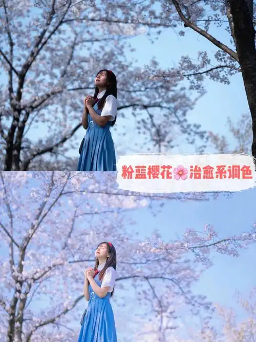 分享一个超简单的粉蓝色调樱花94调色教程一分钟调出梦幻感樱花写真
