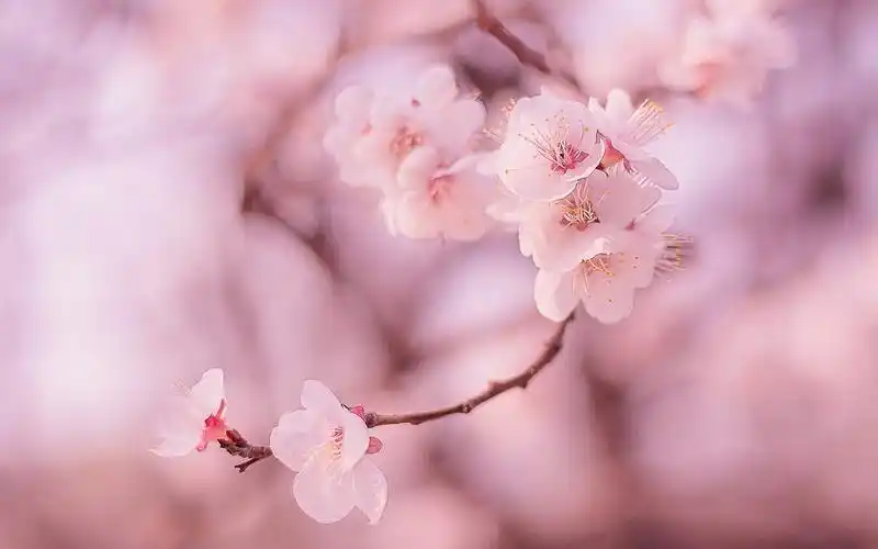 唯美粉嫩桃花高清摄影图片电脑壁纸