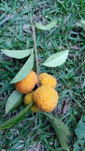 请问老师,我们这有种长黄色果实的植物,不知道叫什么树,果实像桑椹和