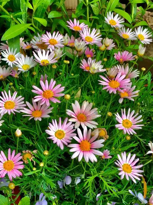 女主人的小院里上百种花卉 竞相开放