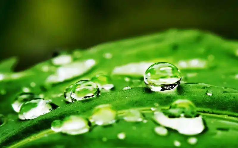 高清养眼绿色桌面壁纸1920x1200