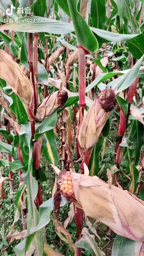 紫杆轻松亩2000现代农业许老师 玉米高产种植技术 三农 农村 带你看