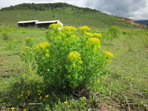 【草本】小狼毒|细狗闹花|大萝卜|鸡肠狼毒|大戟科
