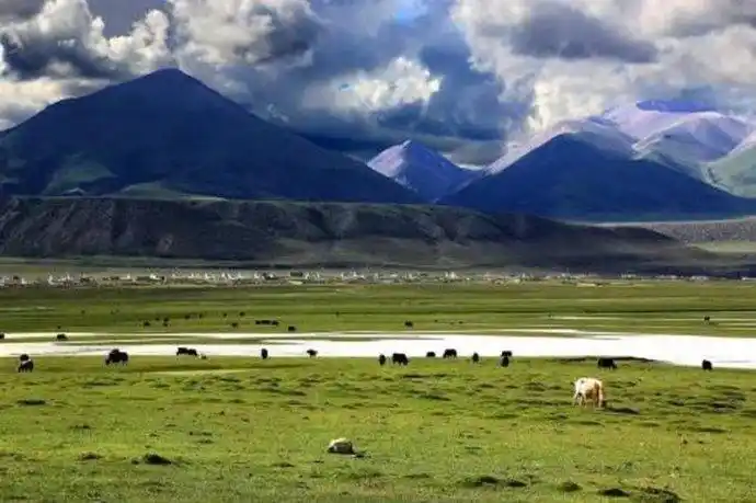 那曲高寒草原位于西藏自治区北部,北与新疆维吾尔自治区和青海省交界