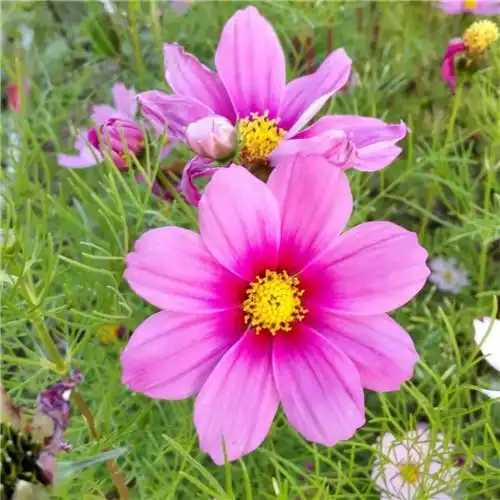 唯美格桑花头像图片 幸福生活和好运的美好愿望和感情_植物头像_头像