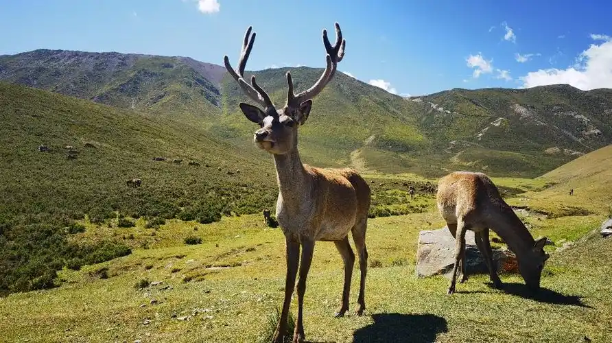 出圈预警看祁连山马鹿在线卖萌