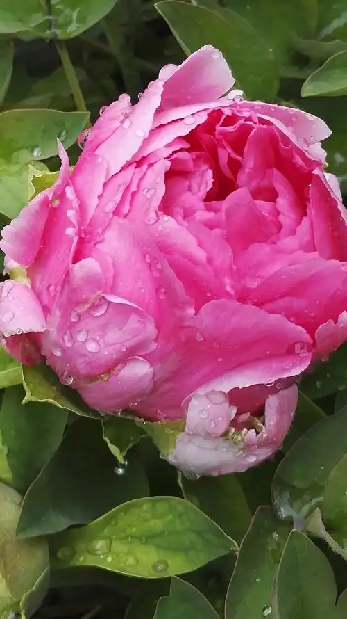 "牡丹花是历经风雨才能惊艳亮相.