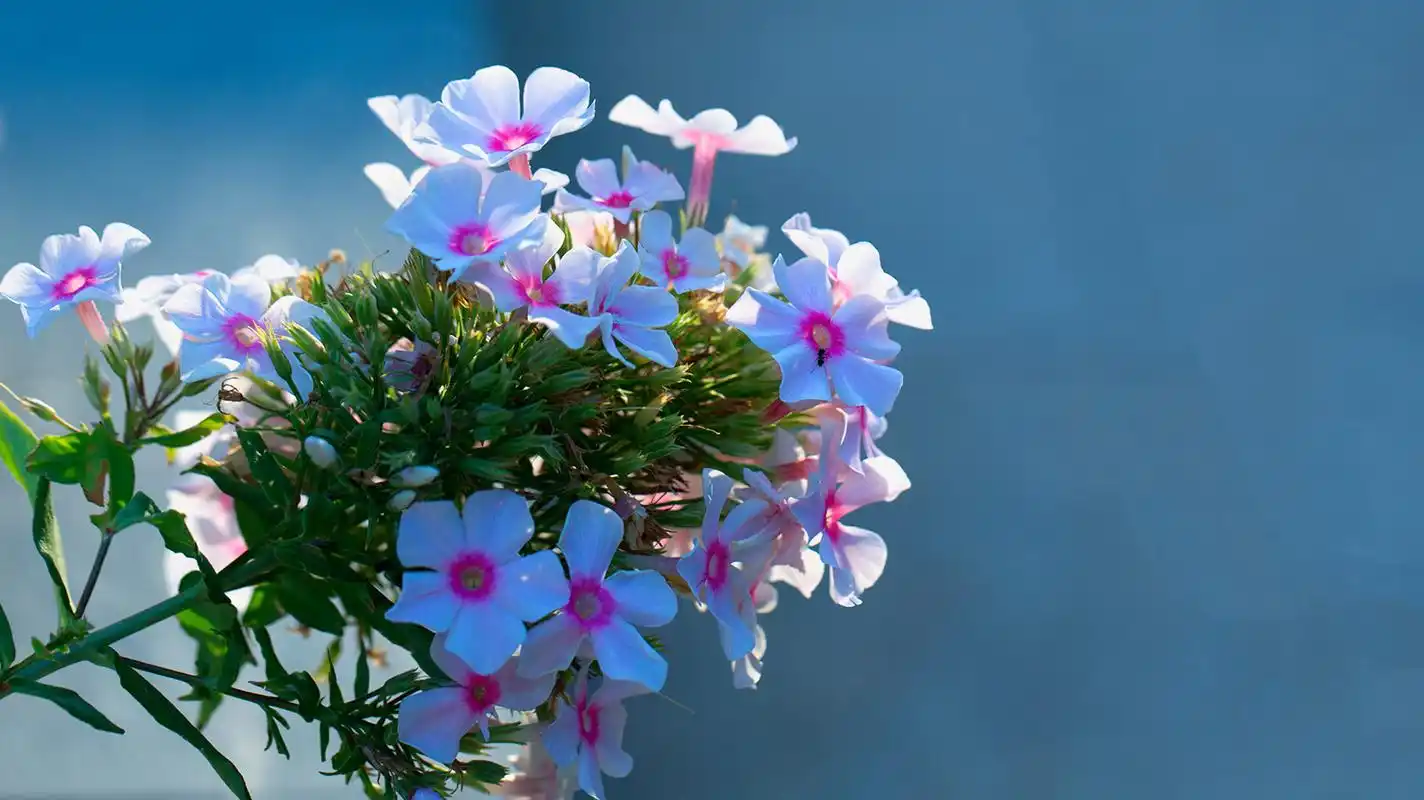 唯美公园小花摄影图片高清宽屏桌面壁纸