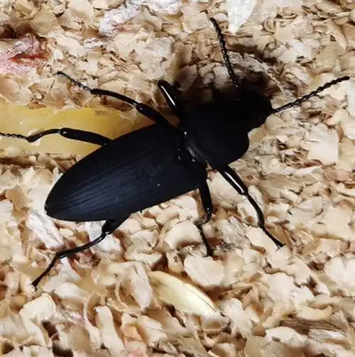 大麦虫母虫繁殖虫甲壳虫鲜活蛋白虫活体面包虫可繁衍幼虫 10斤装4-6cm