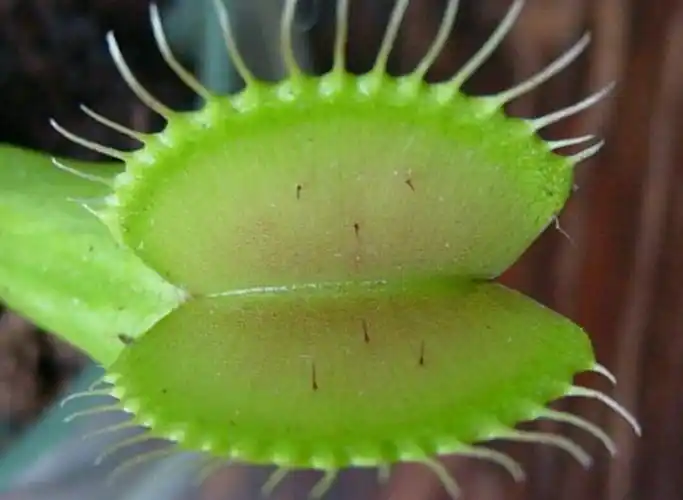 蟑螂有天敌吗?有什么动物是吃蟑螂的?