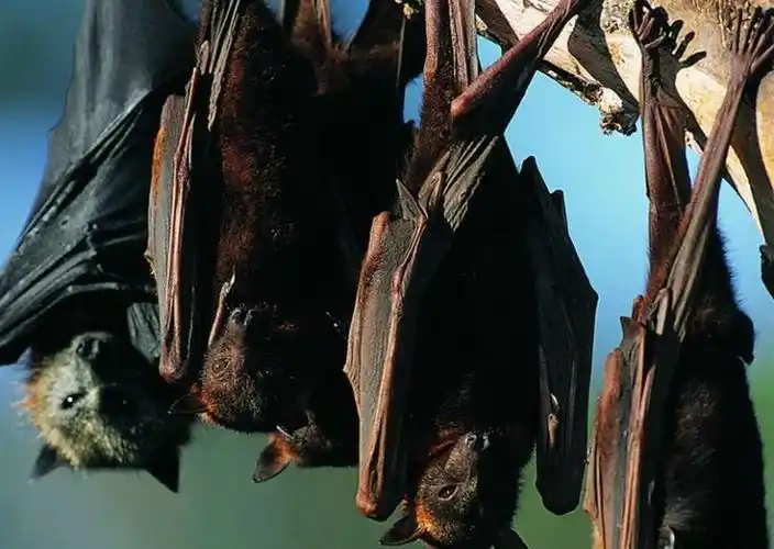 号称世界头号毒王的蝙蝠究竟有多毒