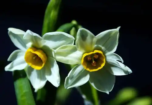 水仙图片 水仙花图片 水仙植物图片[7/15]_图片大全_美桌网