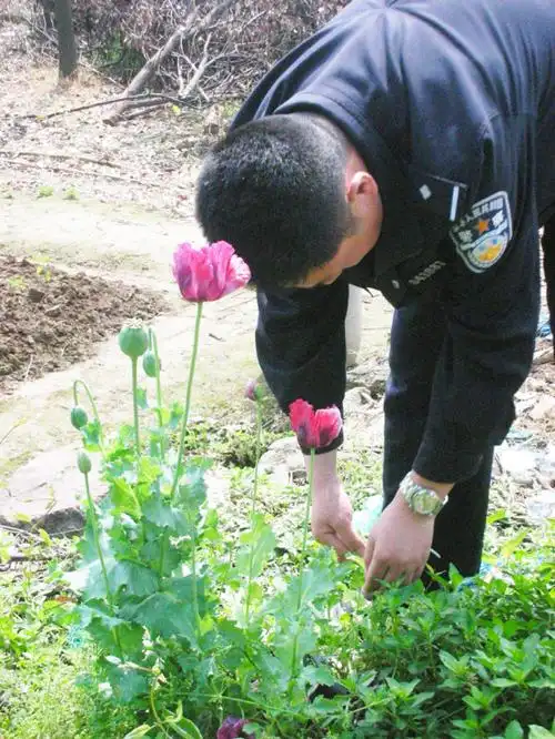 路边盛开艳丽罂粟花 巡逻民警发现后迅速铲除