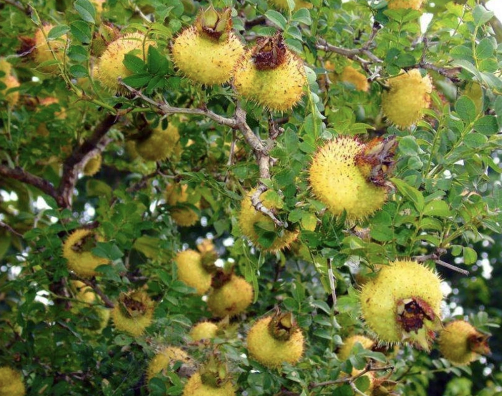 带刺结黄果的植物