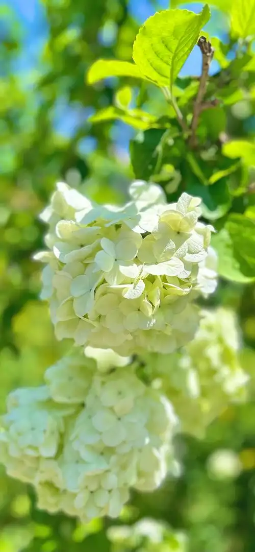 绣球花壁纸2谢谢大家的喜欢带着新图来啦