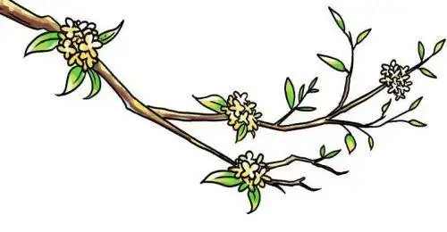 带颜色桂花简笔画图解教程简单又漂亮桂花简笔画怎么画