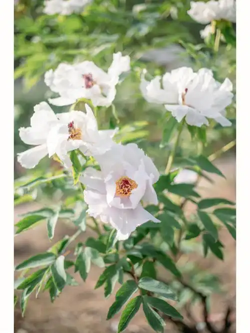 一期一会芍药花语情有独钟