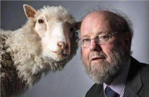 克隆人,绵羊