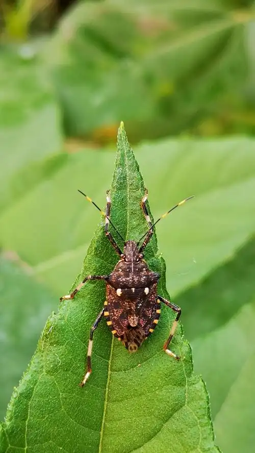 虫趣—蝽《石头树的美篇》