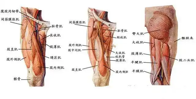 大腿根部疼多是得病了大腿根部疼的四种原因很多人不知道
