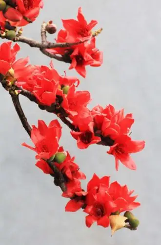 红色的木棉花,很漂亮.(图片来自网络)