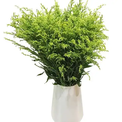 云南鲜花黄英黄莺10支扎新鲜速递  (本款不在2扎包邮范围)