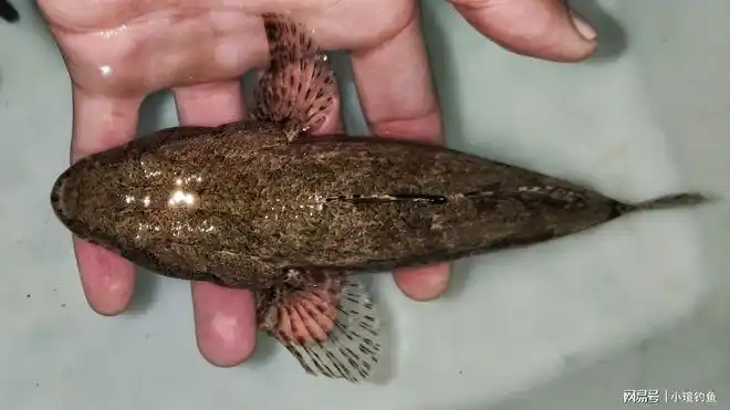江西吉安的野河中发现罕见的沙塘鳢为何极少有人钓到它