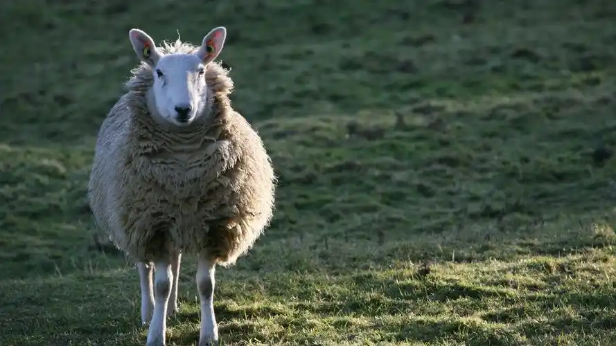 羊壁纸10
