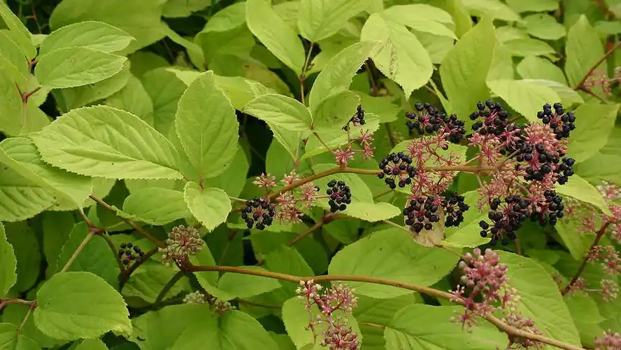 东北土当归图片东北土当归野菜图片