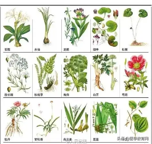 中药的名称有哪些,中草药名称大全 查询