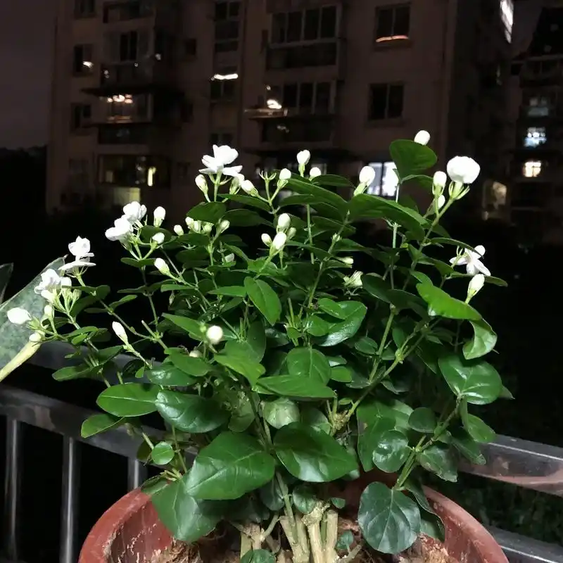 第一集:养花vs养孩子.90   养花一个月心得  今天先说 - 抖音