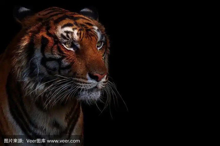 虎,黑色,孟加拉虎,暴力,野猫