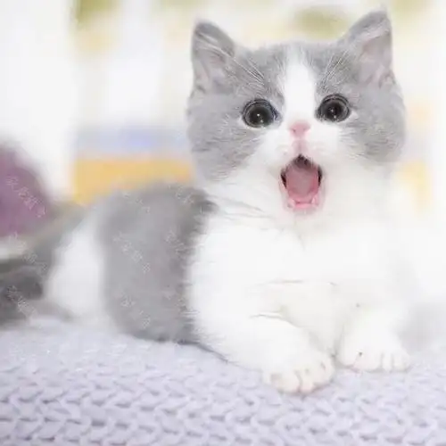 人类为什么对猫如此痴迷