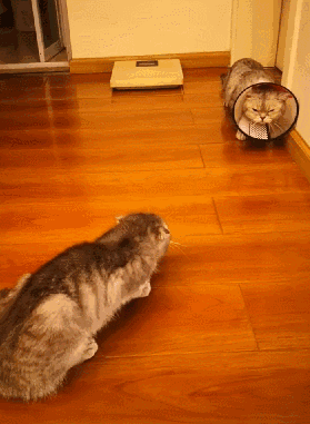 公猫节育回家妻儿老小全部炸毛公猫我能怎么办我也很绝望