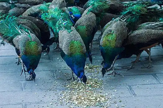 孔雀图片_孔雀图片大全_孔雀图片素材