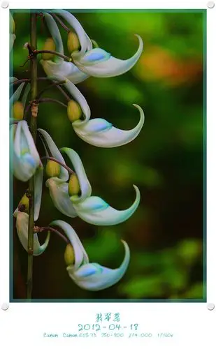 蓝绿色禾雀花--翡翠葛