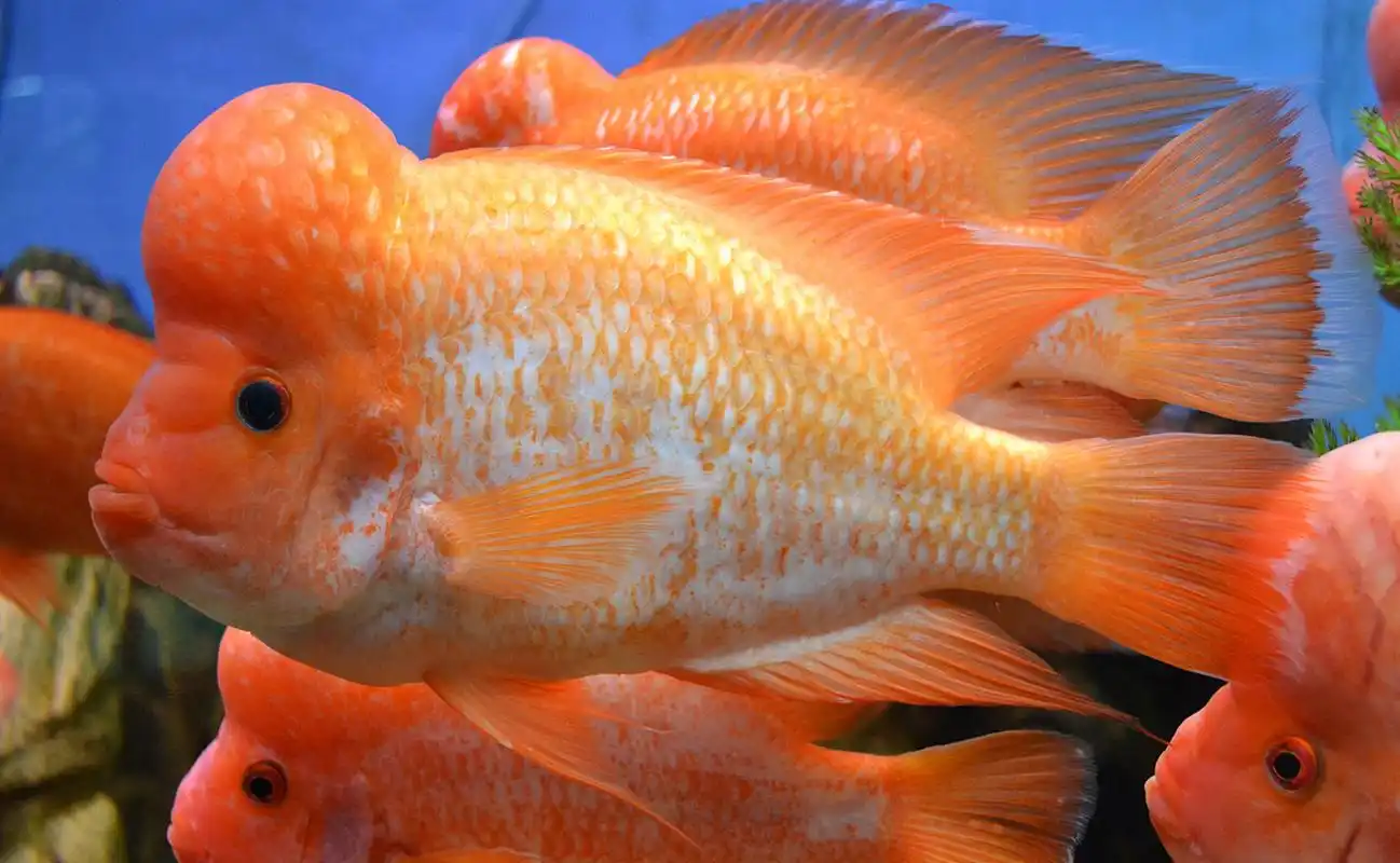 金鱼游动,寓意财富滚滚来;红色彩鲤,象征着好运连连.