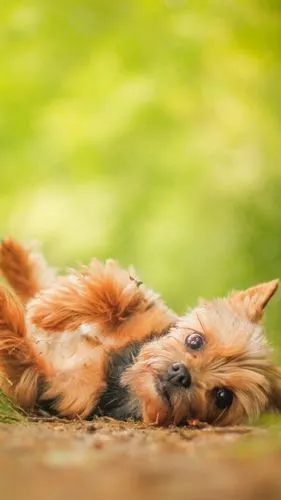 可爱宠物手机背景图片,以及各种可爱宠物手机图片大全