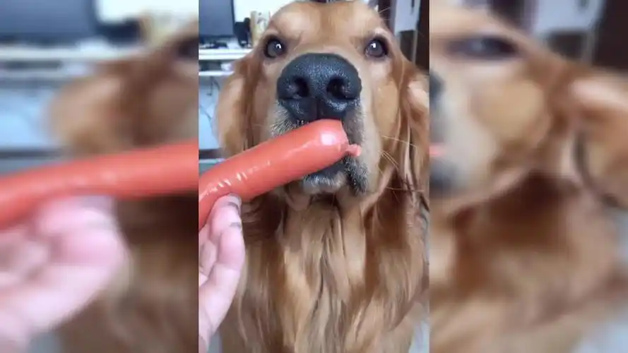 汪星人吃个香肠都要费劲千辛万苦!