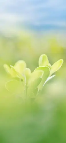 高清手机壁纸‖护眼绿植-世界那么赏心悦目,一定要爱护好眼睛哦