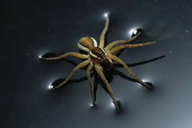 一群疯狂科学家用针筒胶水将死亡蜘蛛复活化身僵尸机器人后秒变电工