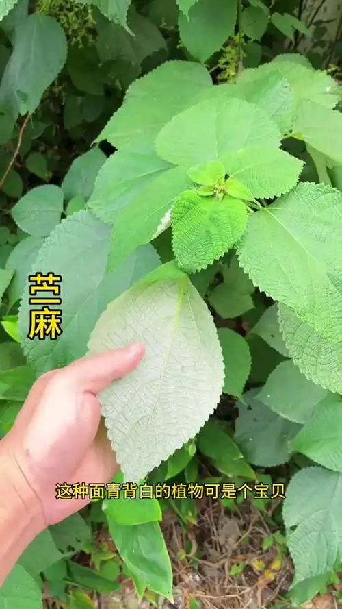 苎麻又被称为中国草,奶奶见到都会摘点回来,作用可不一般