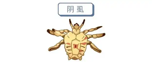 原来阴虱有3个传播途径|瘙痒|症状|害虫|寄生动物_网易订阅