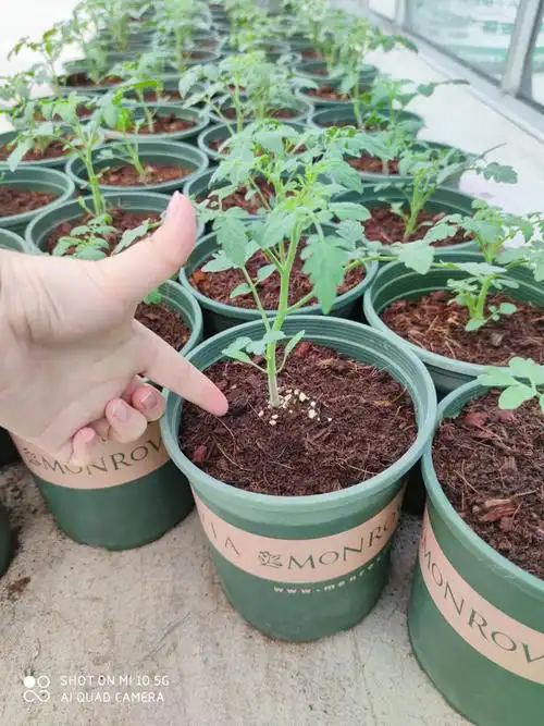 小番茄苗每棵沪樱9号品种