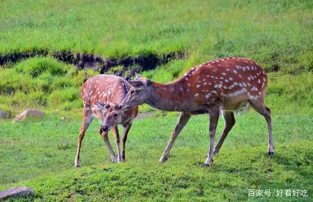 伊春金山鹿苑半开放散养梅花鹿和天山马鹿,适合摄影和观景