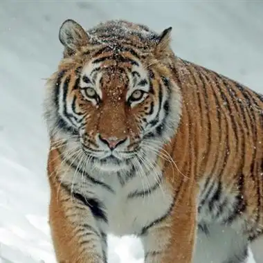 个性老虎头像霸气威武的老虎头像图片