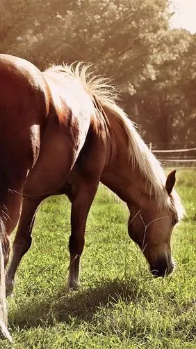 壁纸 马吃草,后视 1920x1200 hd 高清壁纸, 图片, 照片