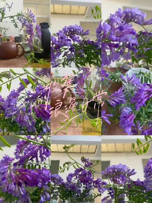 野豌豆花清晨田野偶遇的一簇野花治愈了我