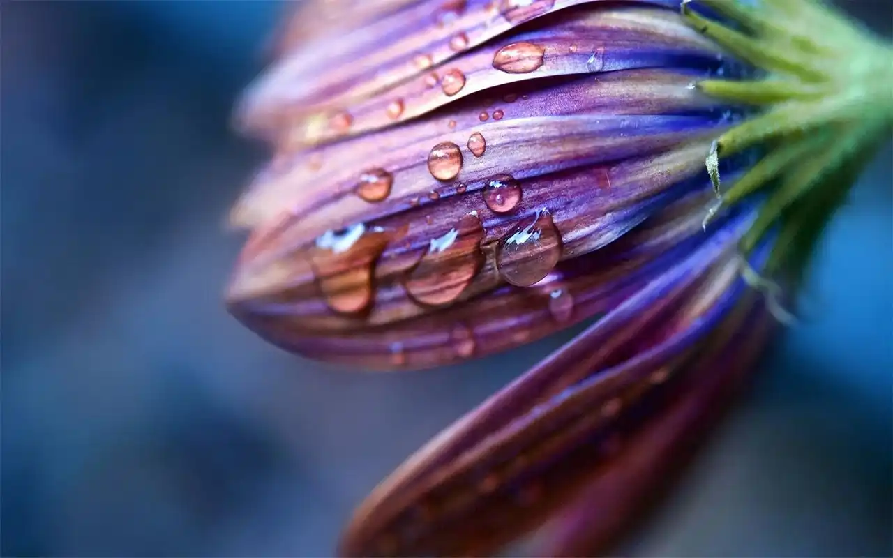 简约淡雅高清植物壁纸_植物壁纸_壁纸下载_美桌网